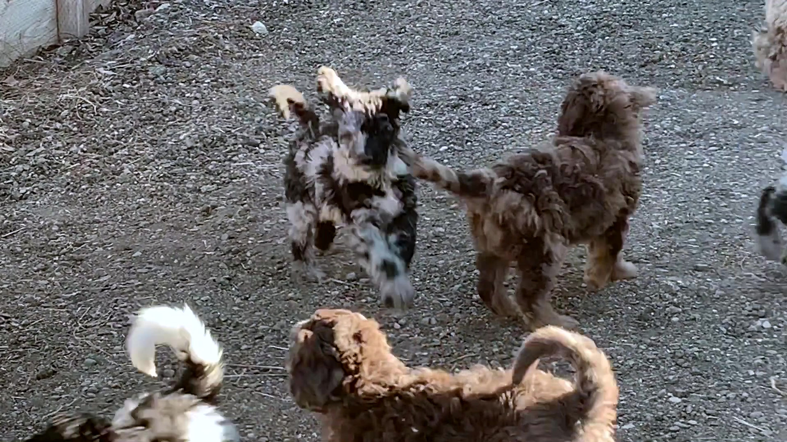 Puppies at Play
